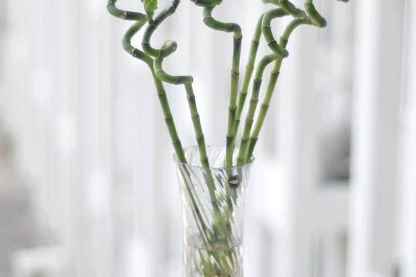 水培竹子的养殖方法和注意事项