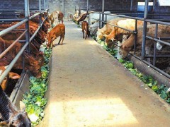 肉牛养殖场的建设标准