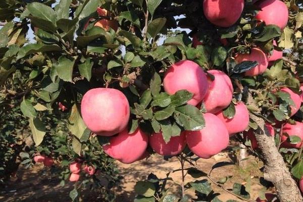 红富士苹果原产地在哪里 红富士苹果哪里最出名最好