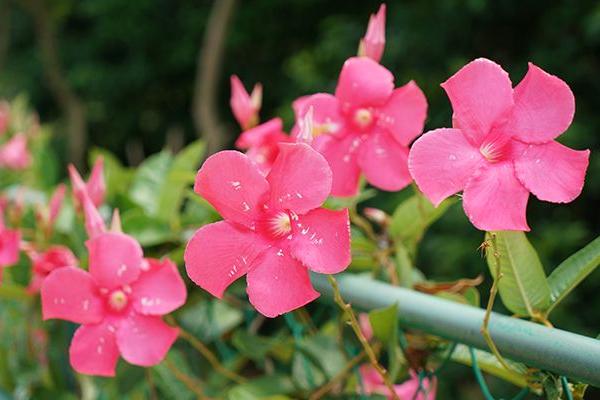 飘香藤怎么种 飘香藤种植方法与注意事项