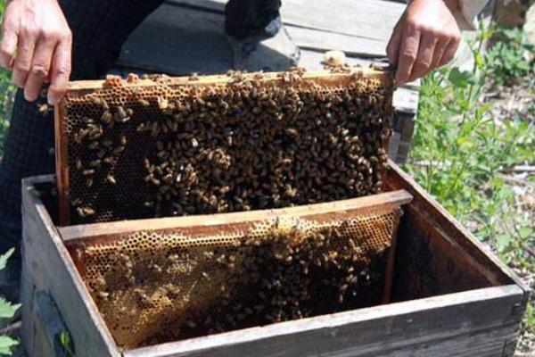 蜜蜂怎么养不会跑蜜蜂病害与敌害防治