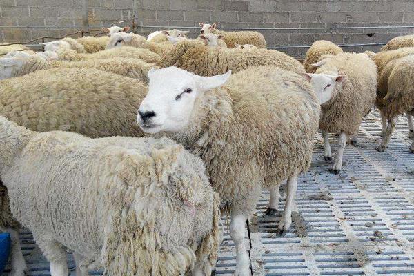 夏洛莱羊市场价格多少钱一头 夏洛莱羊一年生几胎