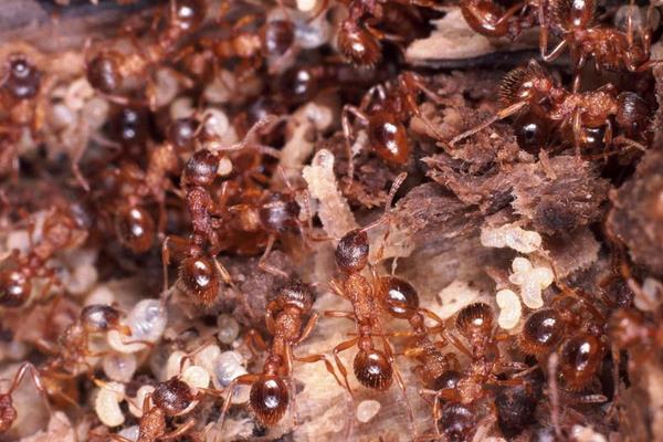 消灭家里蚂蚁最简单有效的办法