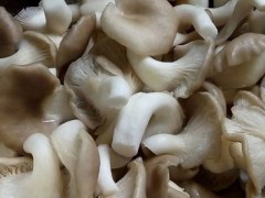 凤尾菇市场价格多少钱一斤,凤尾菇产地在哪里