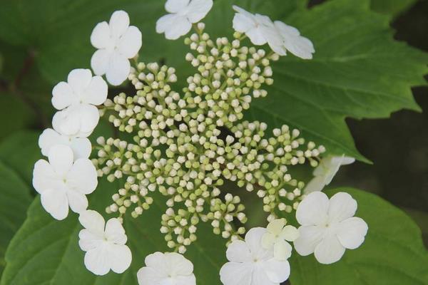 琼花图片大全 琼花的花语及寓意 关于琼花的诗句