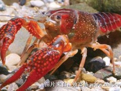 小龙虾养殖优势分析