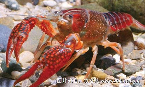 小龙虾养殖优势分析