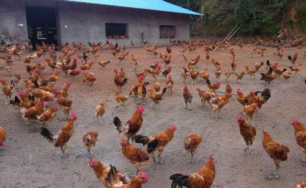 农村散养鸡赚钱吗 散养鸡的投资与收益
