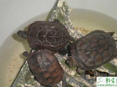 养龟户收集龟卵要注意的方面