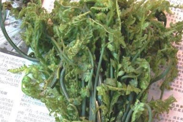 野菜云龙菜能人工种植吗 云龙菜生长环境