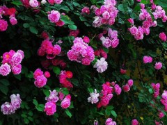 蔷薇的种植方法和季节,四季皆可播种,秋季成活率