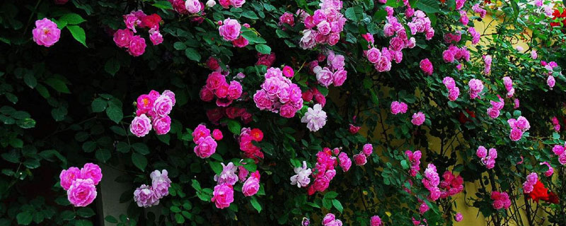 蔷薇的种植方法和季节，四季皆可播种，秋季成活率最高