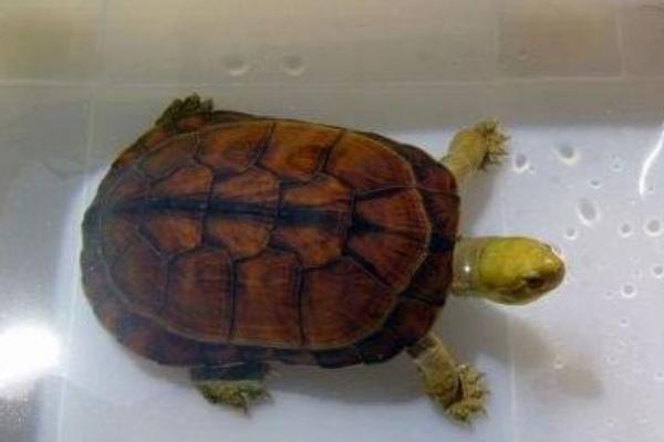 黄喉拟水龟怎么养漂亮 黄喉拟水龟是深水龟吗