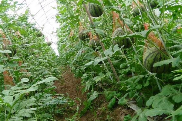 2018种西瓜赚钱吗？西瓜种植的利润与投资成本及前景预测