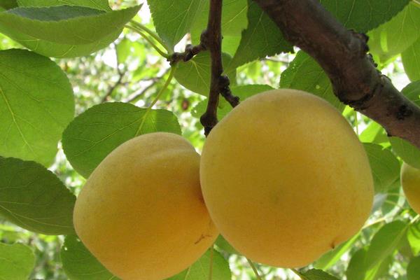 杏树盆栽方法