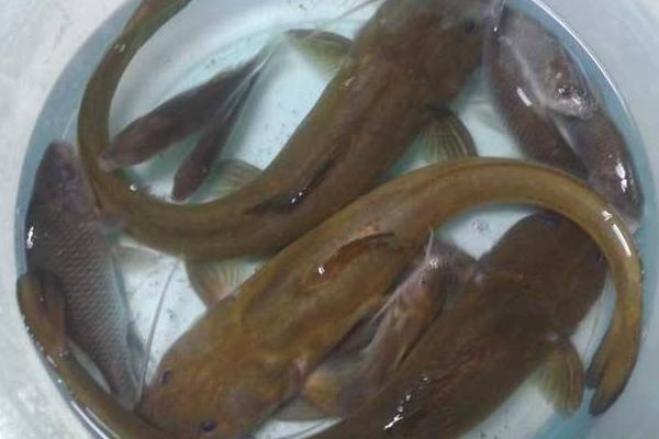 江黄颡鱼市场价格多少钱一斤 江黄颡鱼生活习性