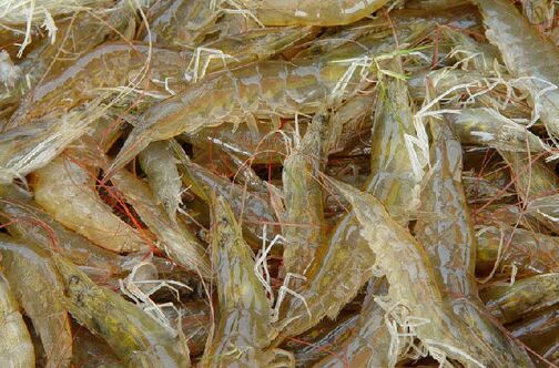 2017河虾养殖前景及市场价格行情分析