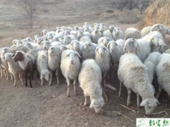 绵羊圈养怎么养