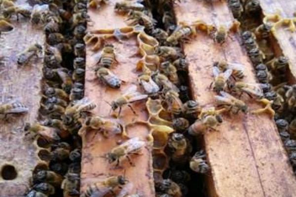 蜜蜂白垩病防治妙招