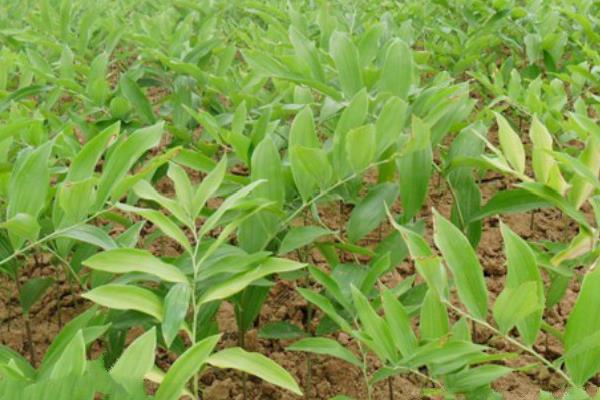 玉竹种植方法 玉竹家庭养殖与注意事项