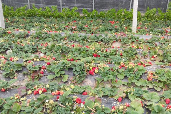 草莓好种植吗？一年四季都能种，4个月左右就成熟