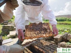秋季需要防止蜜蜂农药中毒