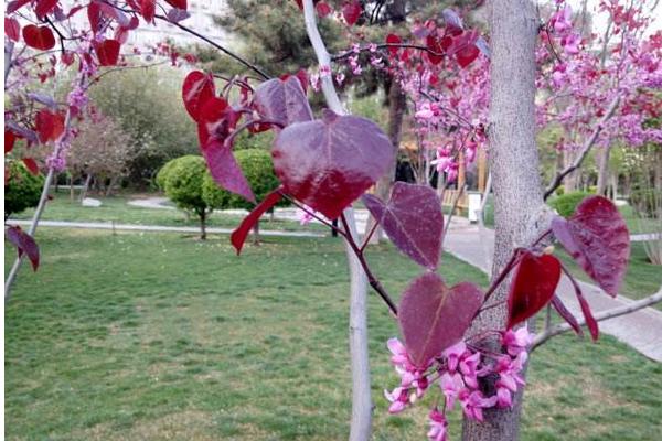 紫荆花图片大全 紫荆花语及寓意