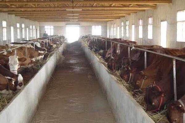 肉牛养殖技术方案