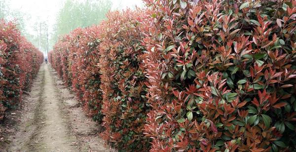 红叶石楠扦插繁殖方法 红叶石楠怎么修剪枝叶