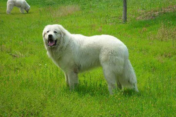 大白熊犬市场价格多少钱一只 大白熊犬为什么禁养