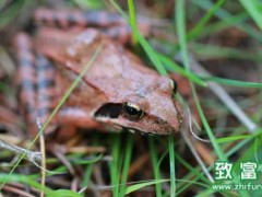 食用林蛙油会变胖吗,林蛙油适合小朋友吃吗