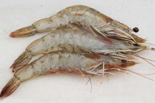 海虾市场价格多少钱一斤 海虾有哪些品种