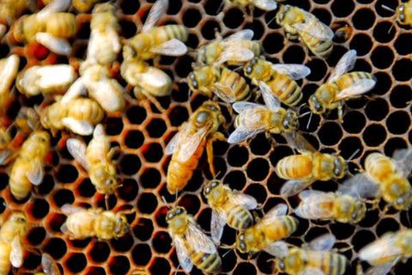 养蜂取蜂蜜方法与注意事项