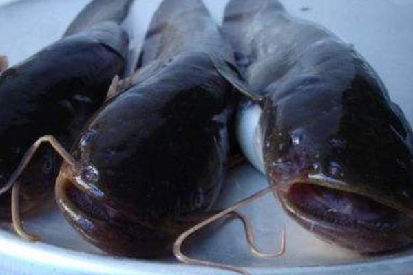 土鲶鱼市场价格多少钱一斤 土鲶鱼和鲶鱼的区别是什么