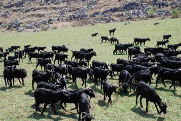  如何养殖黑山羊 黑山羊养殖技术与注意事项