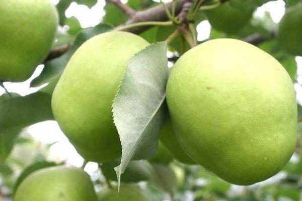 早酥梨的功效与作用 早酥梨的营养价值