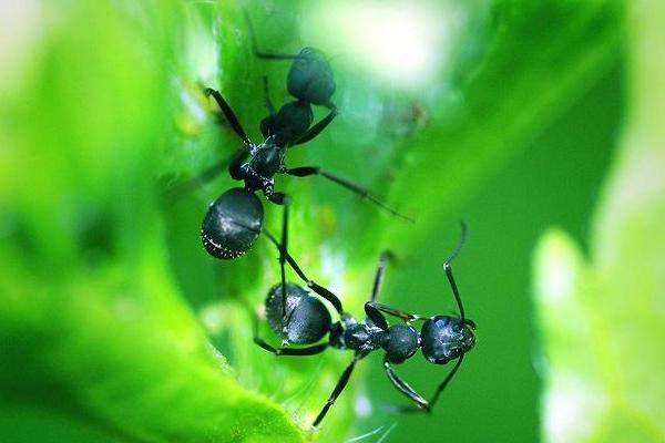 蚂蚁和蚜虫的关系