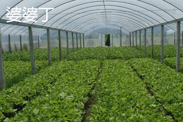 大棚野菜种植前景怎么样 哪些野菜适合大棚种植