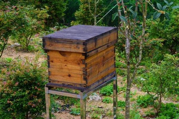 新型蜂箱市场价格多少钱一个 蜂箱用什么吸引蜜蜂