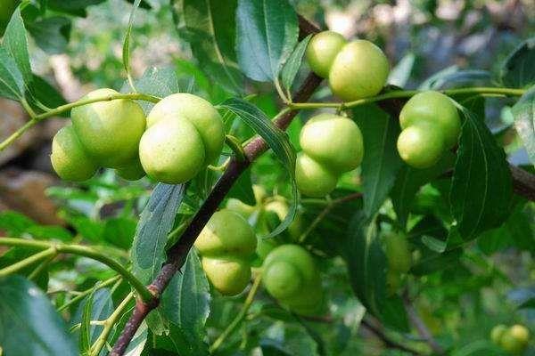 青枣种植技术 青枣几月份成熟（上市时间）