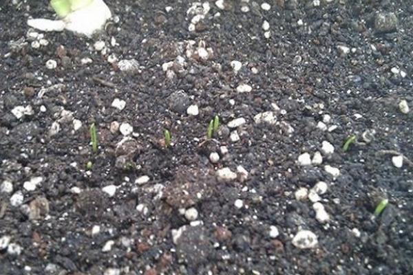 小香葱用什么肥料长得快 小香葱的种植方法及注意事项