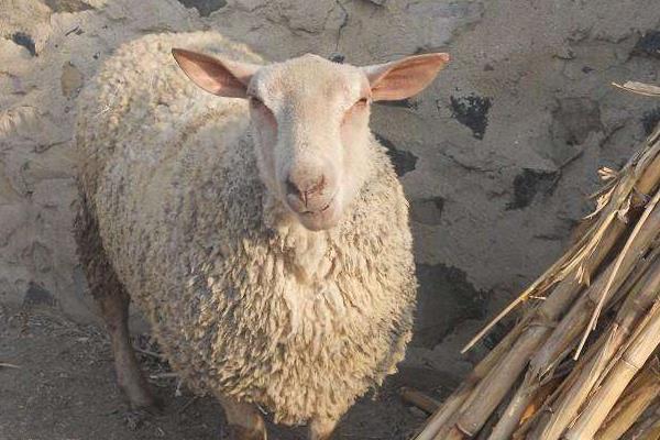 夏洛莱羊市场价格多少钱一头 夏洛莱羊一年生几胎