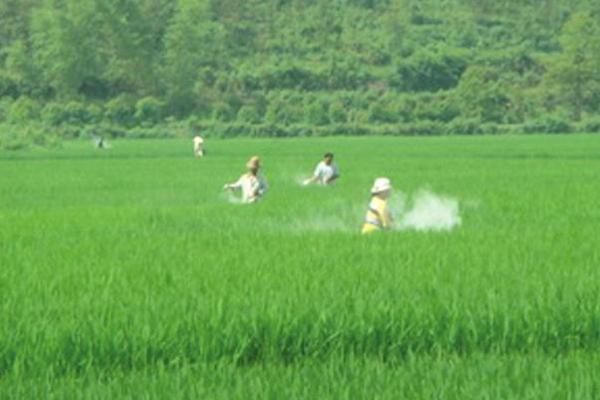 水稻复合肥哪种比较好 水稻追肥的最佳时间