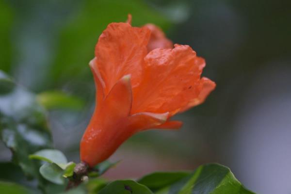 石榴花图片大全 石榴花花语及寓意