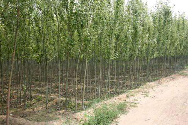 柳树苗市场价格多少钱一棵 柳树种植技术