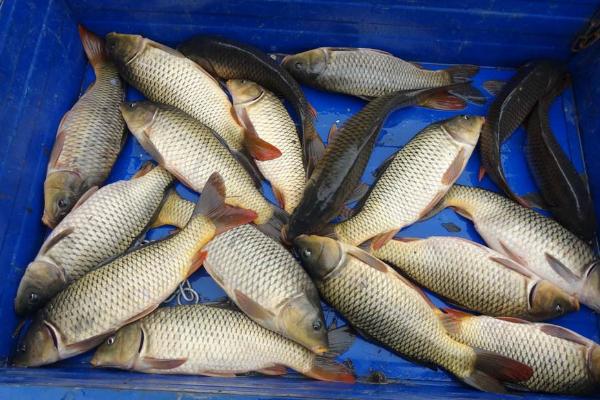 鲤鱼市场价格多少钱一斤 鲤鱼是淡水鱼吗