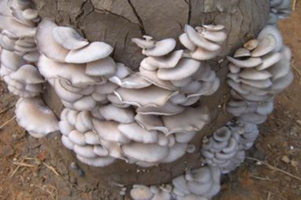 平菇种植最简单方法 平菇的采收技巧