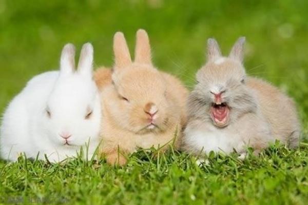 教你分辨公兔母兔