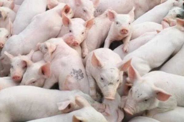 15公斤仔猪市场价格多少钱 养猪经济效益的数据分析