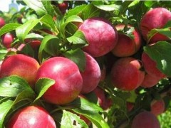 油桃怎么种,油桃种植方法与注意事项